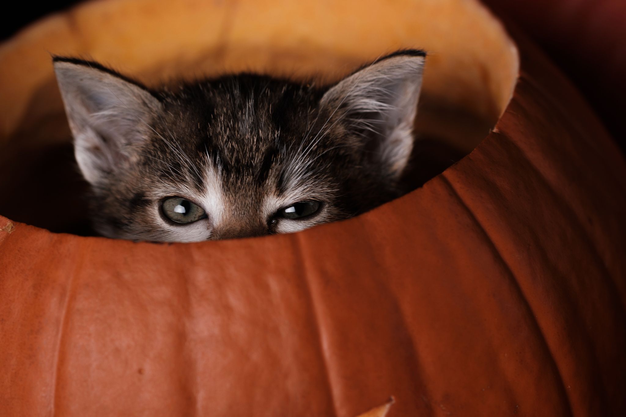 Halloween 2019: Zrobiłem sesję w schronisku, by pomóc w adopcji zwierząt 13
