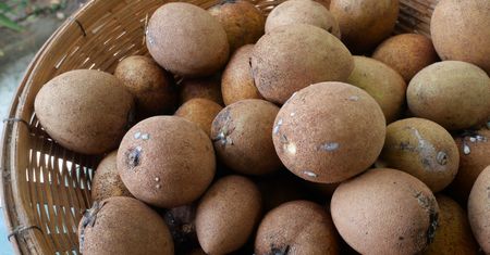Sapodilla. Egzotyczny owoc, który może być zdrowszą alternatywą dla słodyczy
