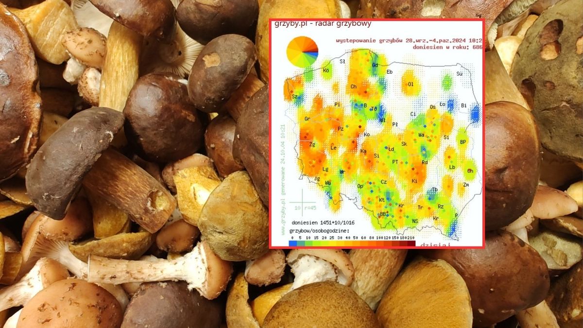 Grzyby w Polsce. Zobacz mapę