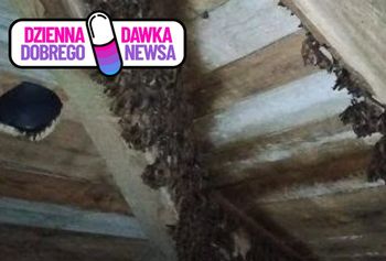 Są ich setki. Żyją pod jednym dachem. To rzadkie stworzenia