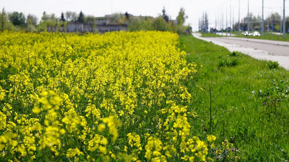 Do 16 czerwca 2025 r. rolnicy mają czas na ubieganie się o przyznanie płatności bezpośrednich i obszarowych