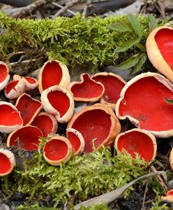 Uchwycili czarki. Niecodzienne znalezisko pod Gorlicami