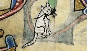 Koszmar średniowiecznych kotów. Mroczne znaczenie "kupowania kota w worku"