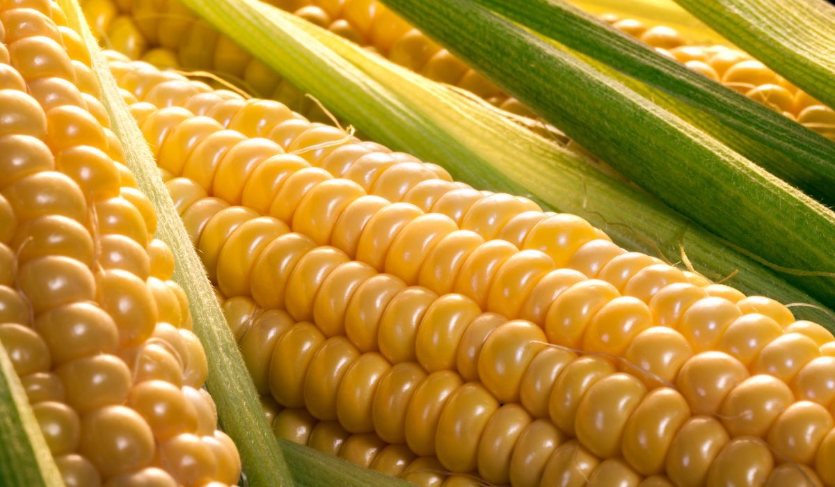 Istotny jest właściwy wybór kolby kukurydzy - Pyszności; Foto Canva.com