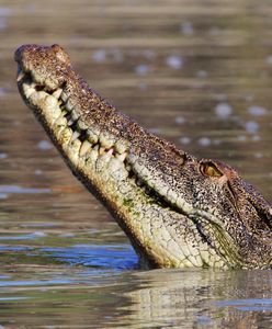 Mieszkańcy oburzeni. Ogromny krokodyl znaleziony bez głowy
