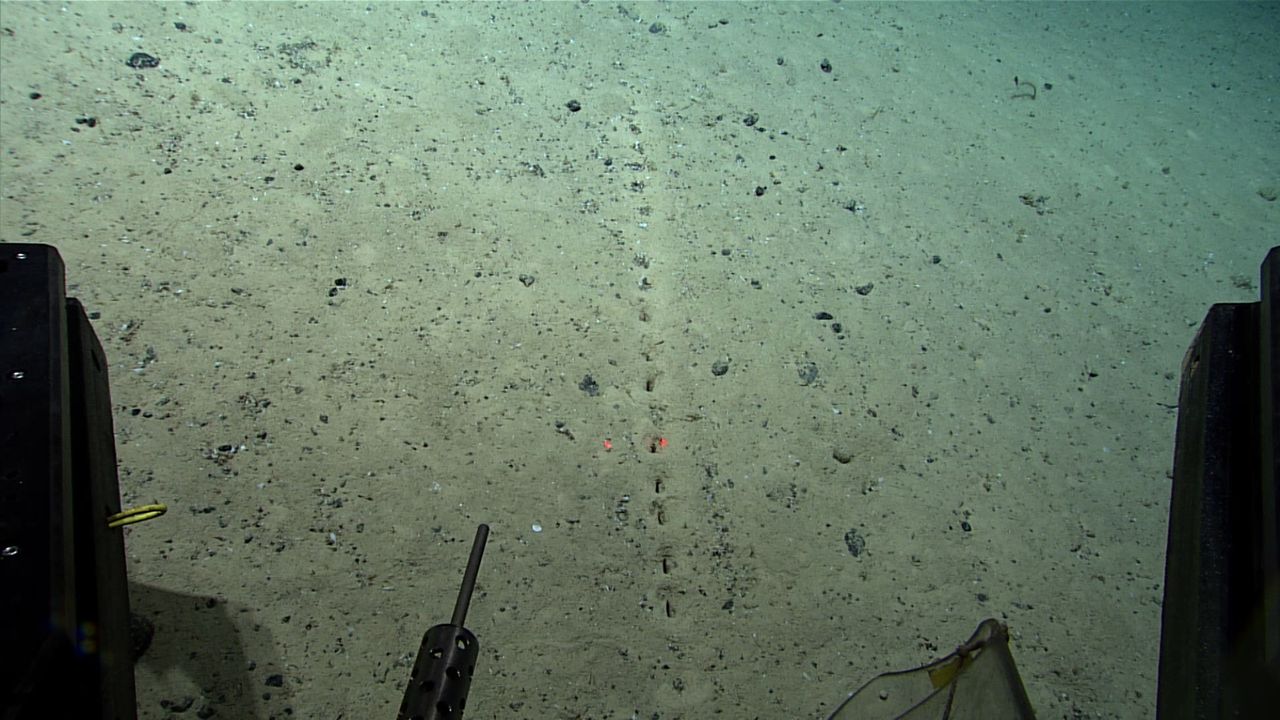 Tajemnicze dziury na dnie oceanu. Wyglądają na "stworzone przez człowieka"