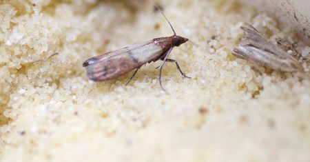 Zrób po przyjściu ze sklepu. Mole spożywcze już nie wrócą