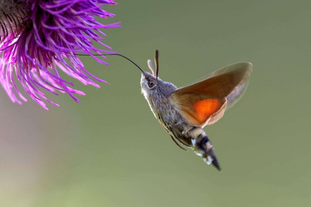 Jest nazywany "polskim kolibrem". To motyl i ćma w jednym