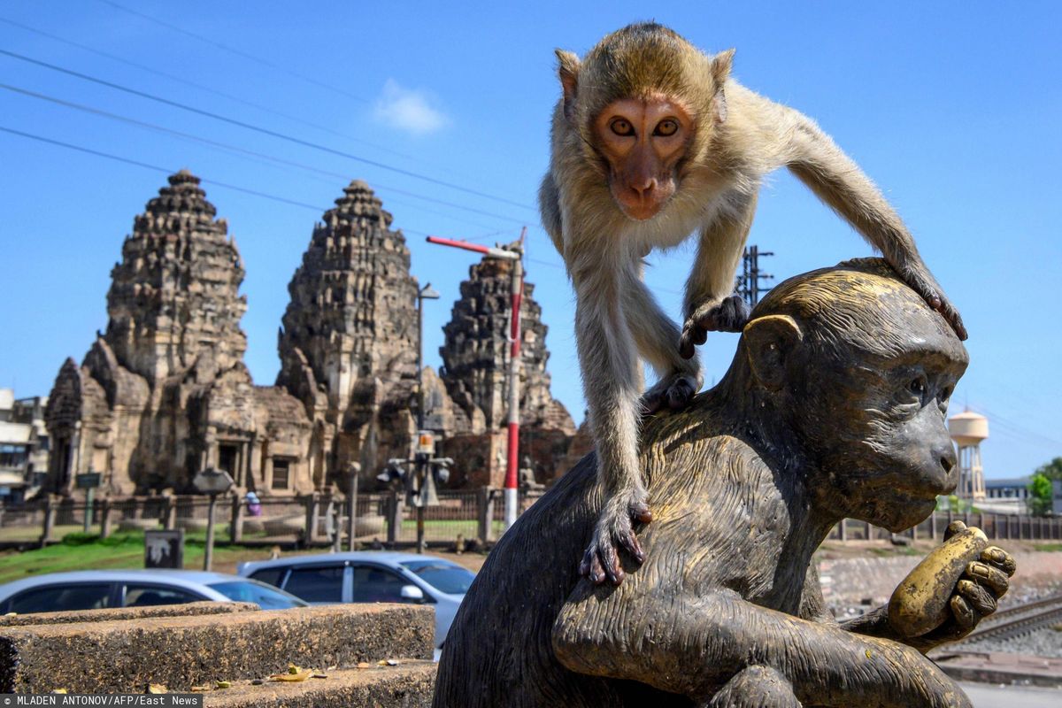 Małpi raj w Tajlandii. Makaki przejęły miasto