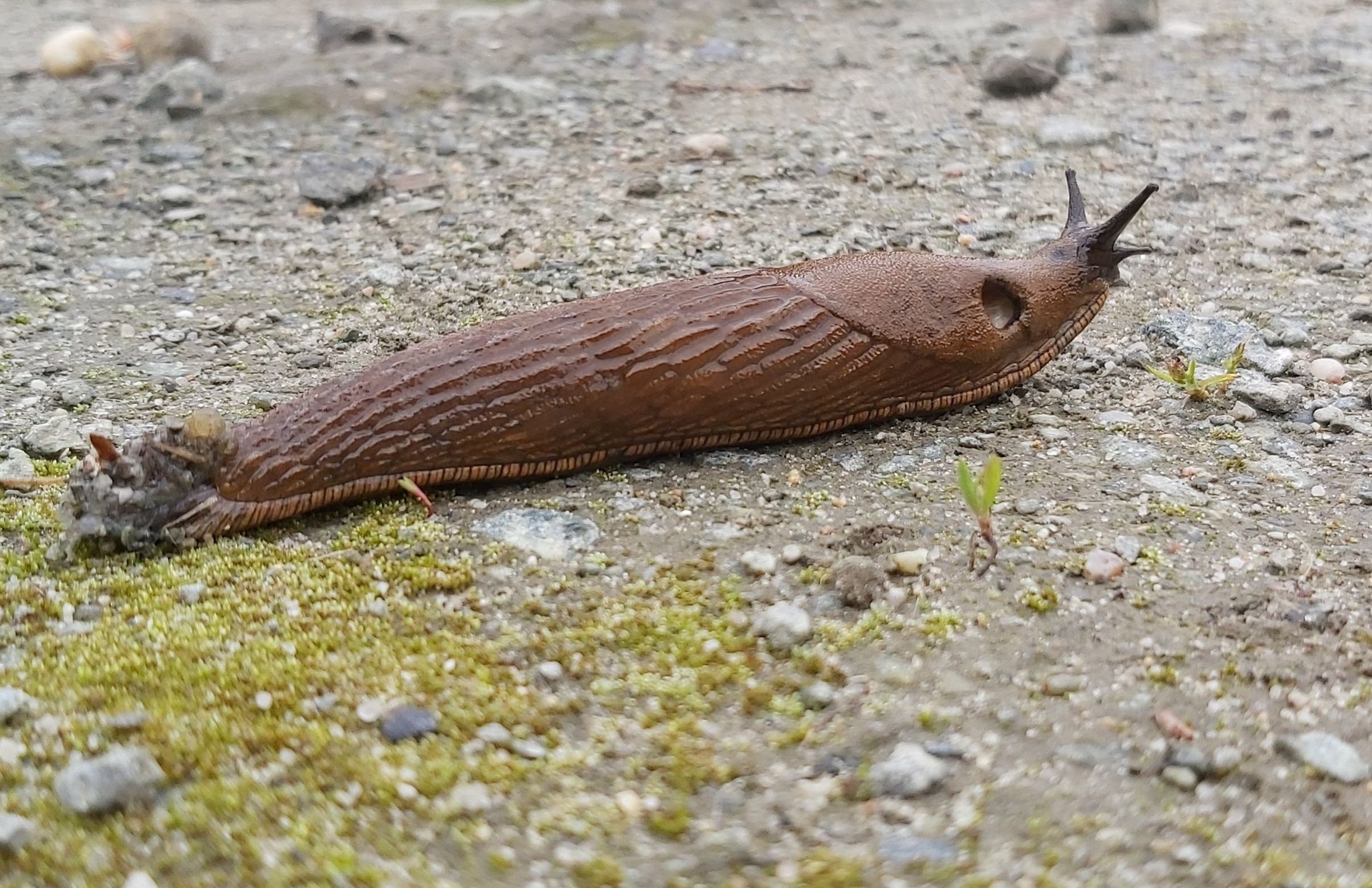 Nadciąga plaga. Tak zdusisz problem w zarodku