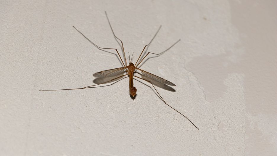 Komarnica
