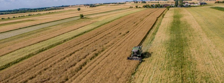 Ceny rzepaku na żniwa 2025