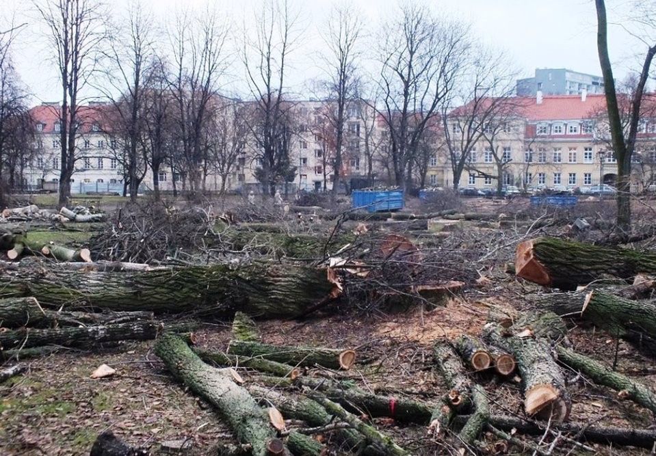 Sprzeciw wobec masakry drzew w Ogrodzie Krasińskich