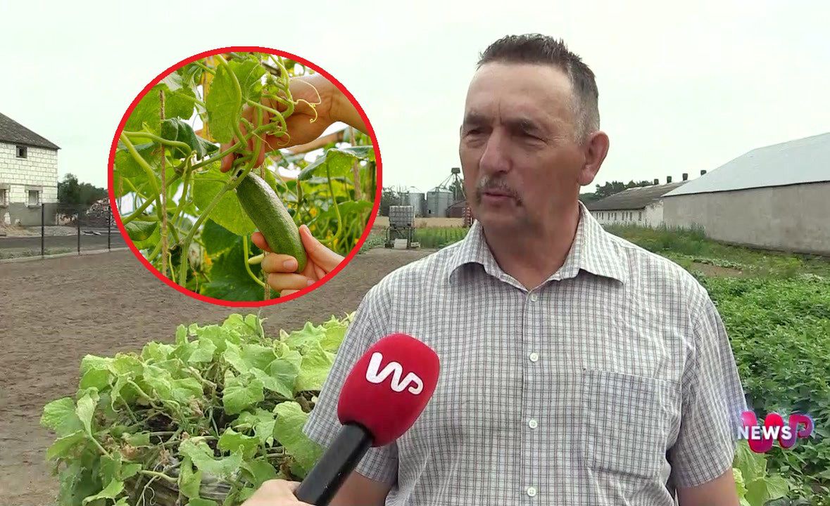 Po ogórki przyjeżdżają tu ludzie z całej Polski. Rolnik z Wielkopolski zdradził sekret