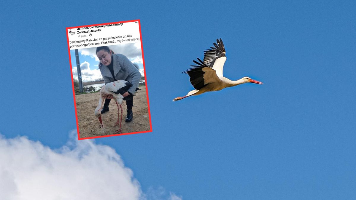 Pani Jola uratowała bociana. Inni omijali zakrwawionego ptaka 