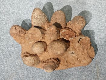 Określili wiek jaja dinozaura. Po raz pierwszy w historii