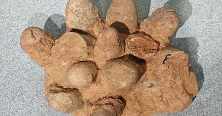 Określili wiek jaja dinozaura. Po raz pierwszy w historii
