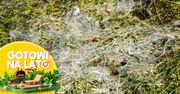 Grzyb szpeci trawnik? Uratujesz go prostą metodą