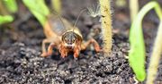 Najgorszy szkodnik w ogrodzie. Tak wykurzysz go w mig