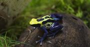 Chorzów: Kolorowe i niebezpieczne. Nowe płazy w Śląskim Ogrodzie Zoologicznym