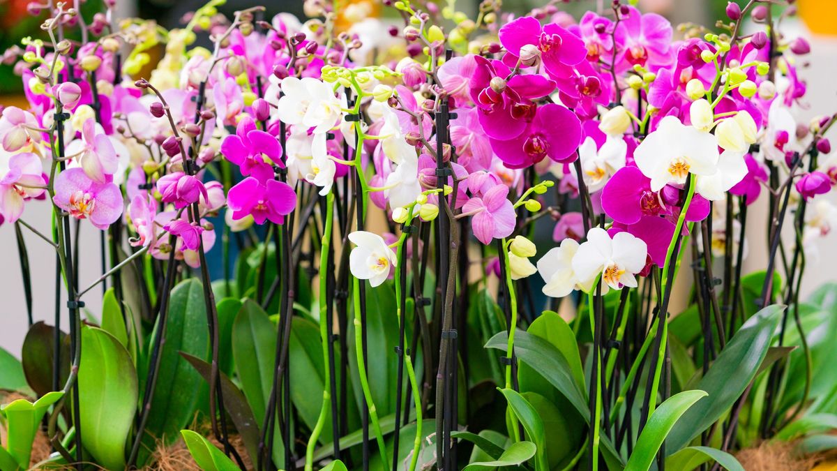 Jak podlewać storczyki