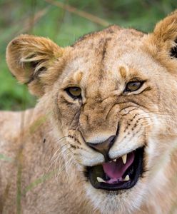 Atak młodej lwicy na hienę. Zaskakujący finał polowania w RPA