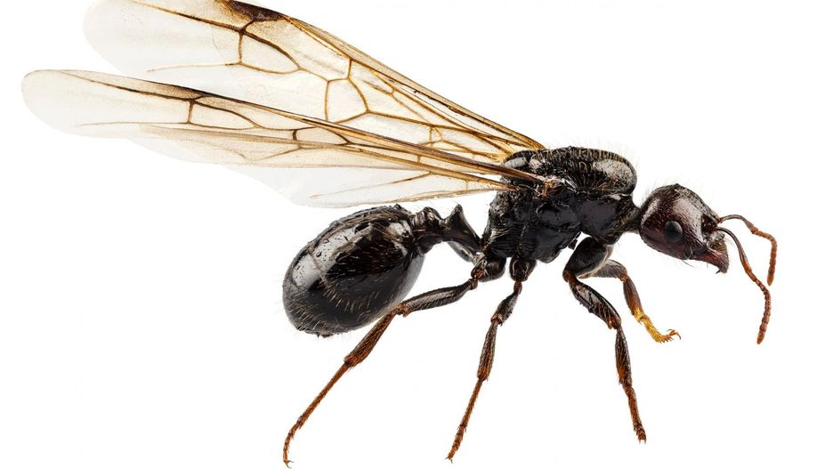 Dowiedz się, czym są skrzydlate mrówki