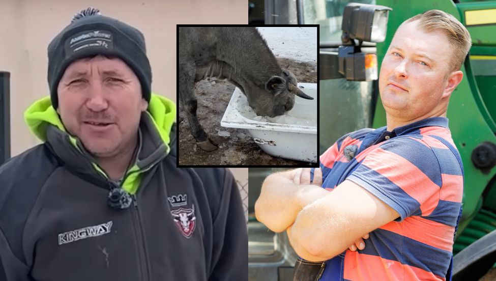 Afera z krowami u Andrzeja z Plutycz. Mocny komentarz Łukasza z "Rolnika"