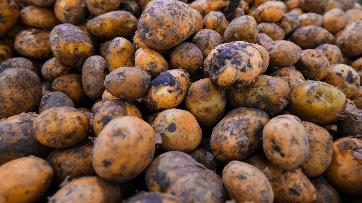 Wyniki badań ziemniaków sprzedawanych w Lidlu i Biedronce