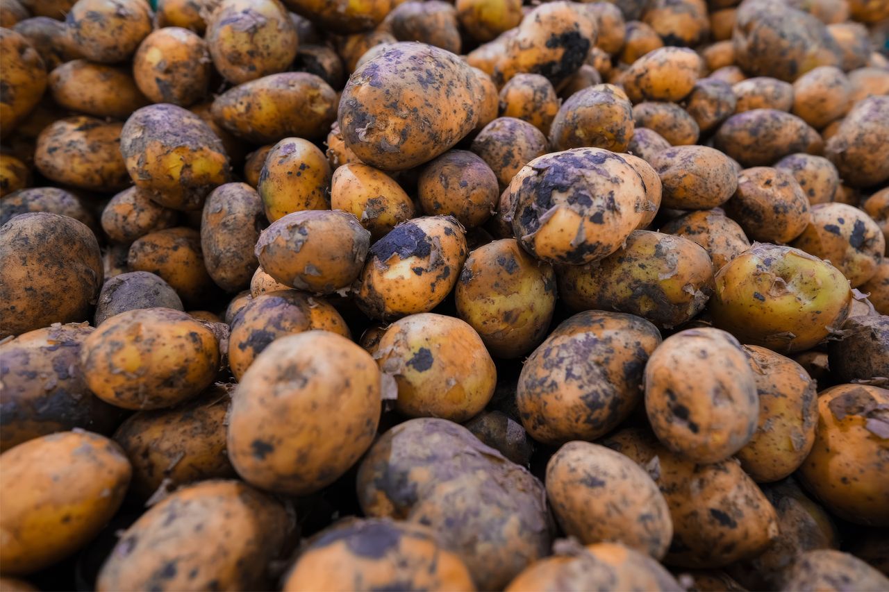 Ziemniaki z Biedronki i Lidla pod lupą. Wyniki badań pokazują różnice