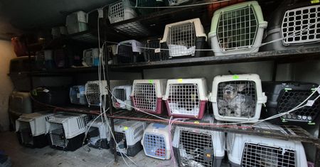 Stłoczone w małych klatkach, chore i zaniedbane. Smutny widok w Krakowie