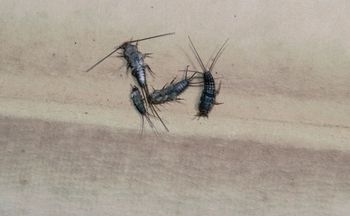 Naukowiec potwierdza. Rybiki nienawidzą tego zapachu. Znikną szybko