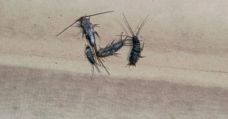 Naukowiec potwierdza. Rybiki nienawidzą tego zapachu. Znikną szybko