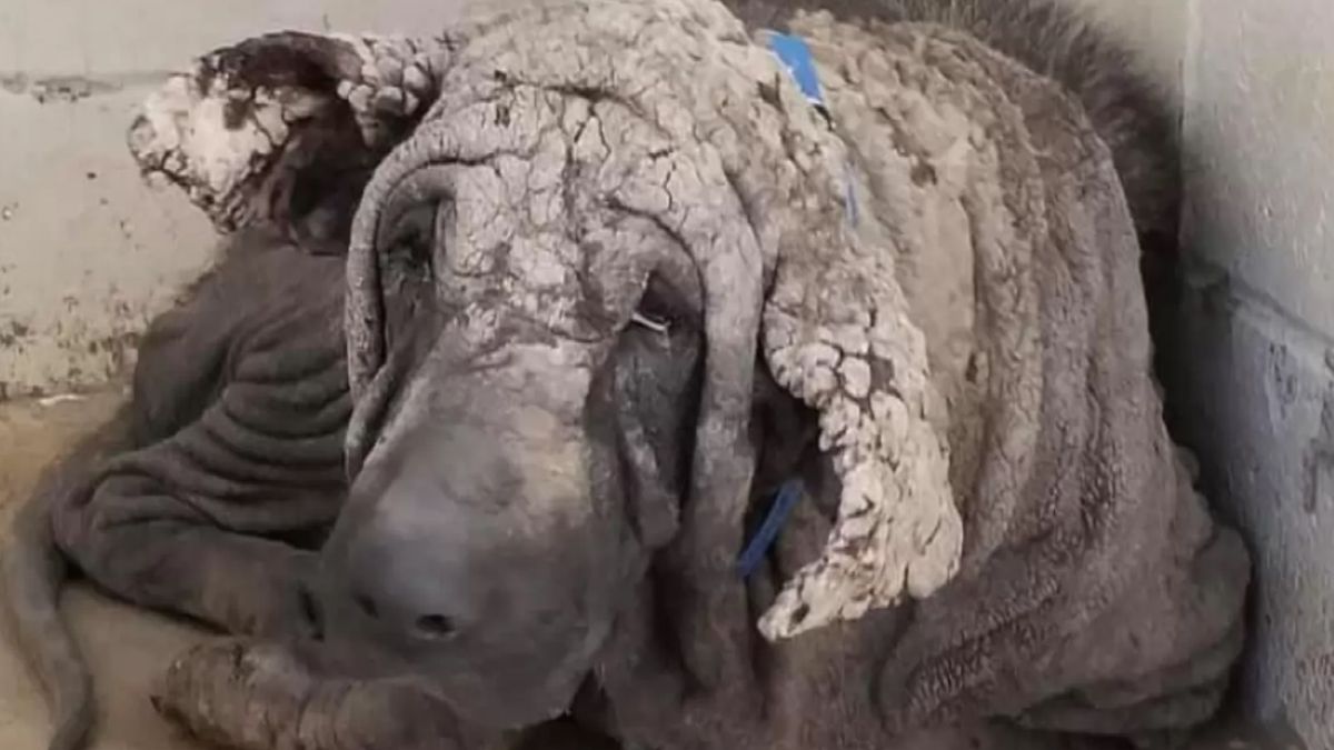 Pies, nazwany przez wolontariuszy imieniem Grinch, był w ciężkim stanie. Potrzebował wiele miłości i troski