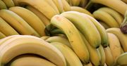 Globalna uprawa bananów zagrożona. Klimat zmienia się nie do poznania