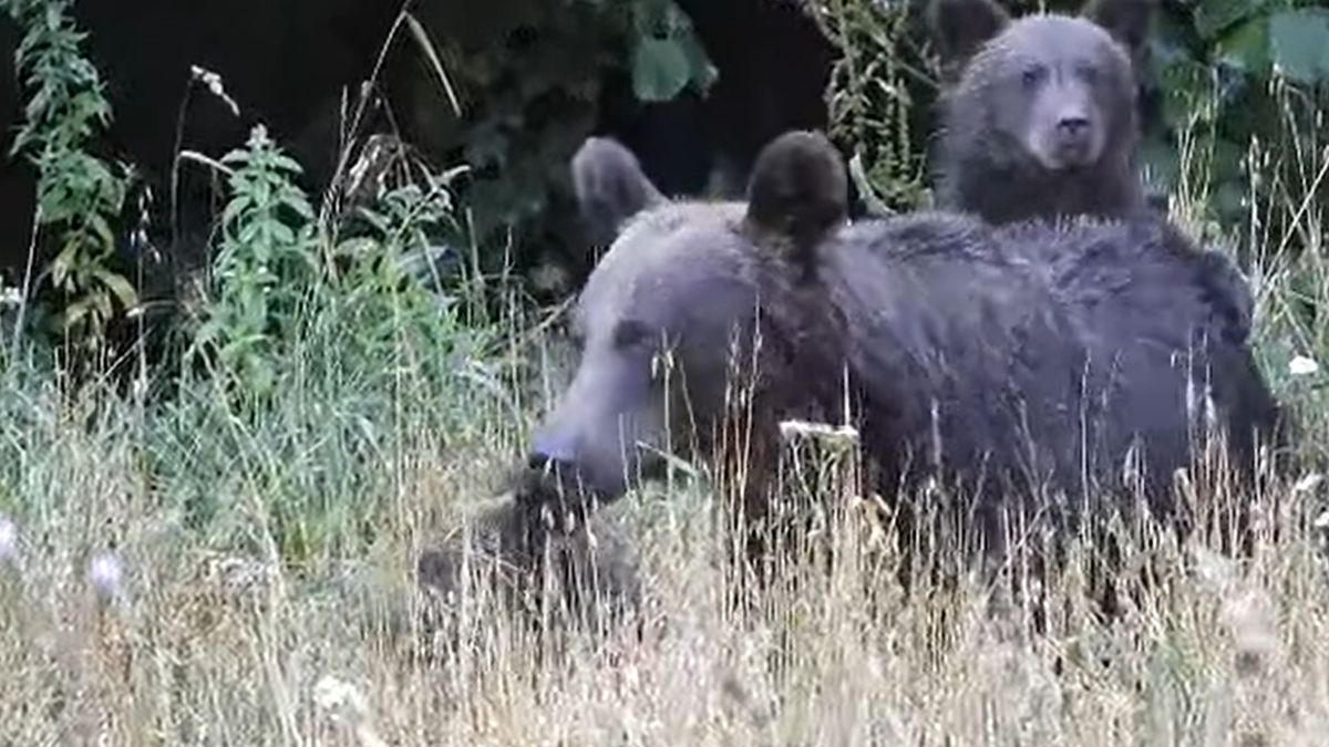 Bieszczadzkie miśki znów podbiły serca internautów swoimi popisami