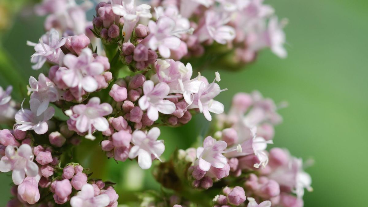 Ziele kozłka lekarskiego można kupić w aptece lub sklepie zielarskim