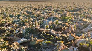 Jaka będzie presja szkodników w uprawach rzepaku?