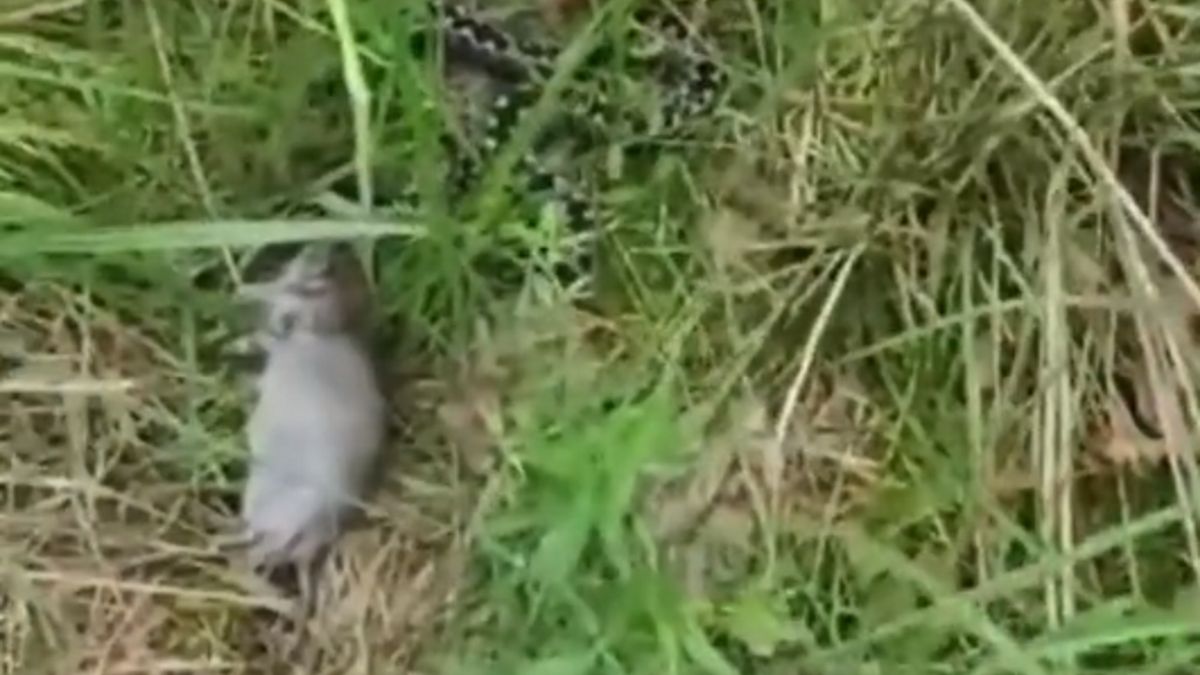 Lasy Państwowe pokazały wideo