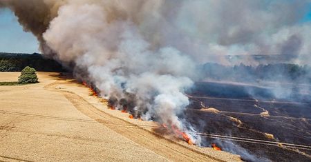 Ogromny pożar zboża. Spłonęło blisko 60 hektarów pszenicy