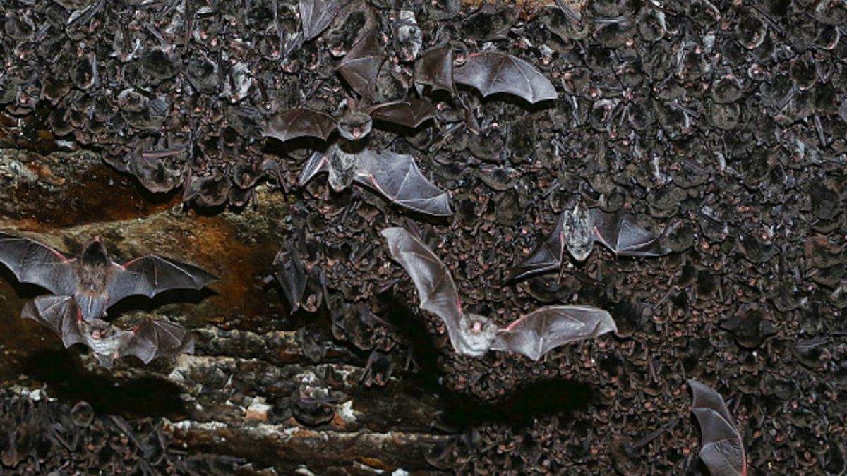 Nietoperze z kopalni miedzi mogły być przyczyną koronawirusa.