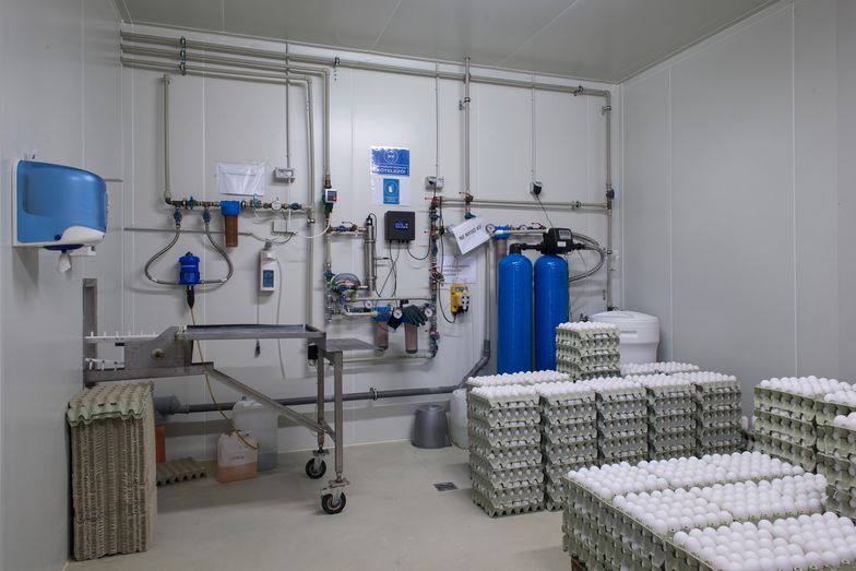 Kury, które ratują nasze życie