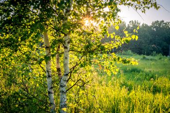 Masz te drzewa przy domu? Osy i szerszenie je uwielbiają