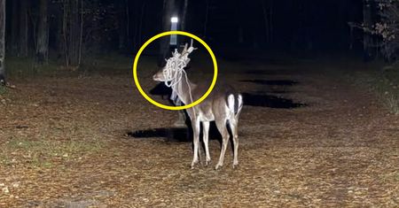 "Sprawa jest poważna". Apel leśników