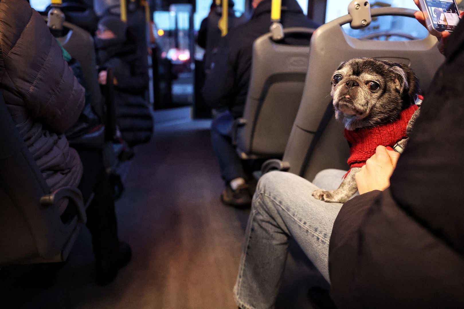 PIESEK W SWETERKU JEDZIE SOBIE AUTOBUSEM