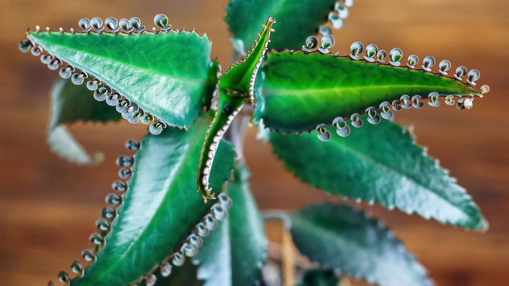 Żyworódka ma mnóstwo właściwości zdrowotnych