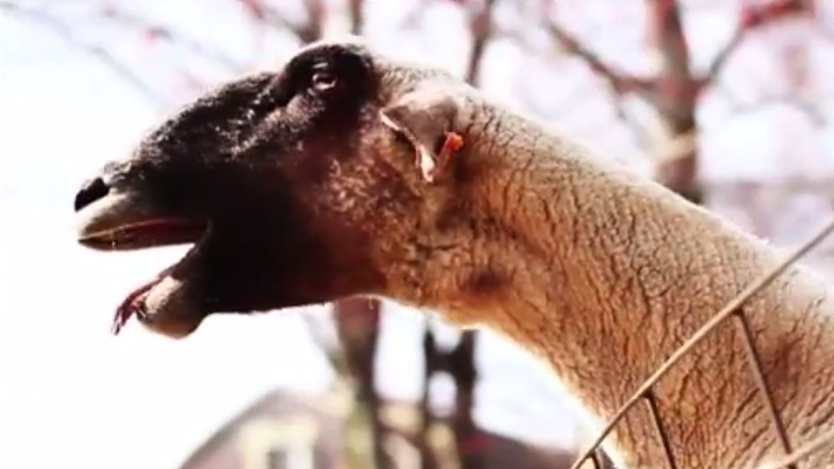 Mercedes-AMG GT będzie brzmiał bardziej jak lew niż jak koza 1