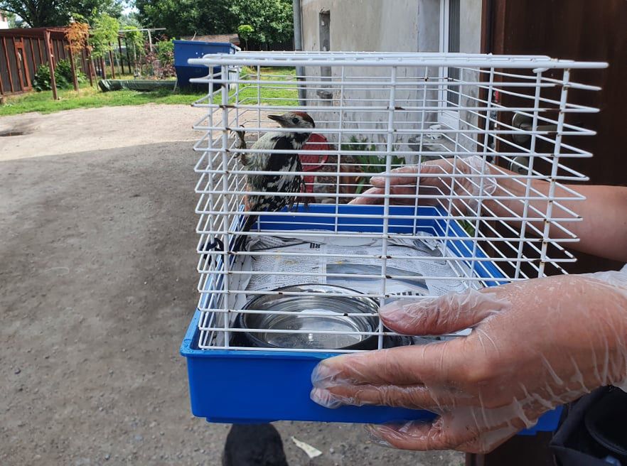 Wrocław. Wyskoczyła z kabiny i uratowała rannego ptaszka. Motornicza bohaterką!