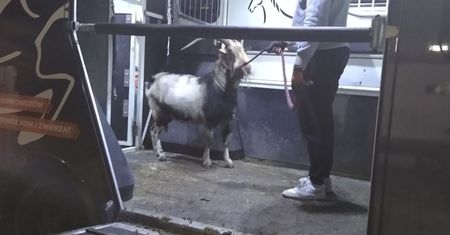 Znęcał się nad nimi właściciel. Teraz znalazły nowy dom