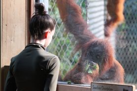 Karmiła dziecko piersią w zoo. Wzruszająca reakcja orangutanicy 